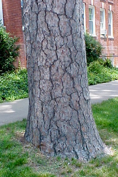 Yellow Pine bark