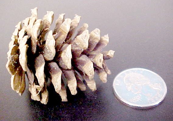 Yellow Pine cone