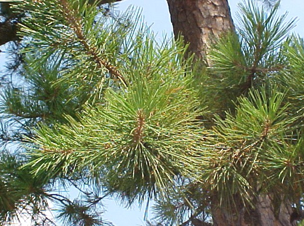 Yellow Pine foliage and trunk